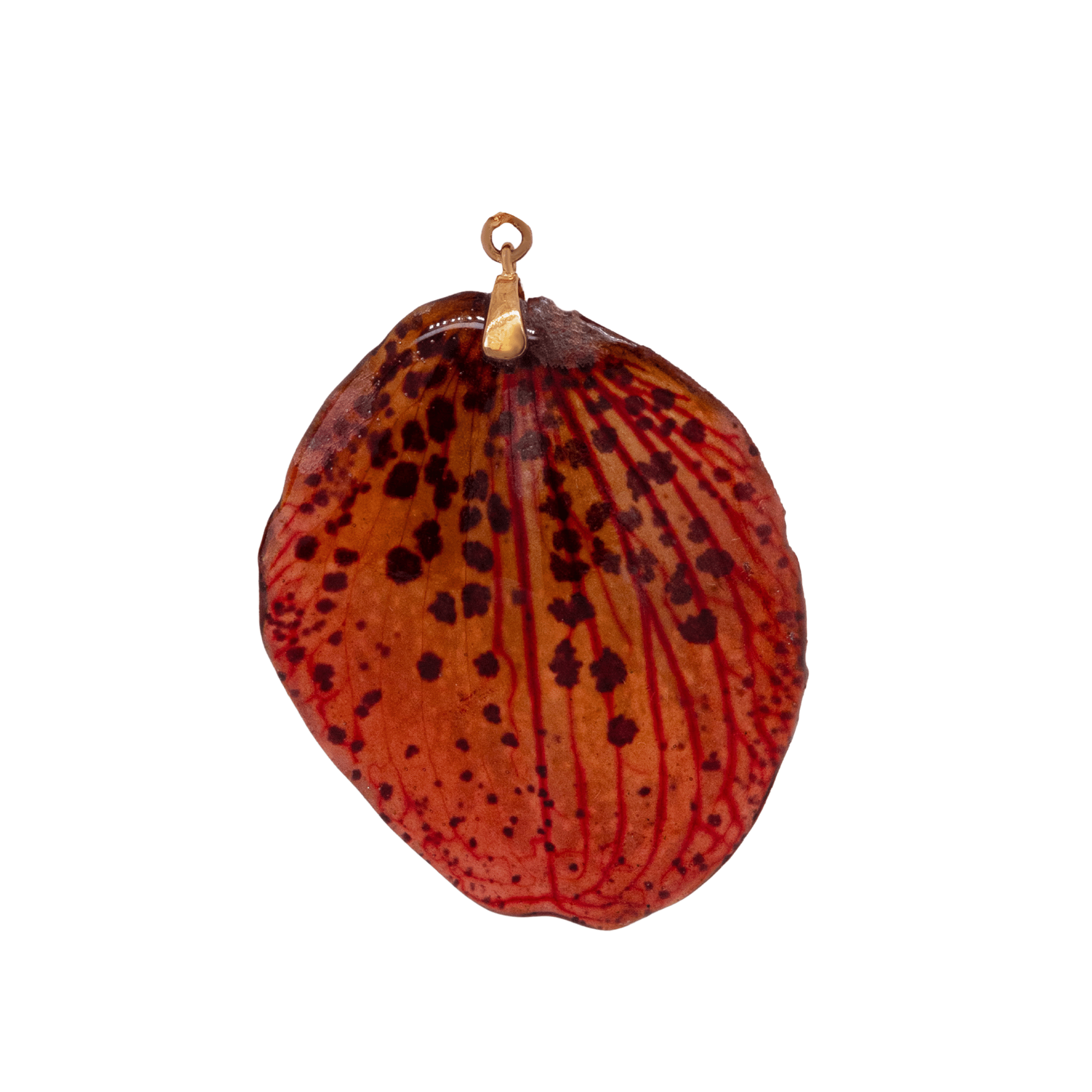 Petalo vero maculato